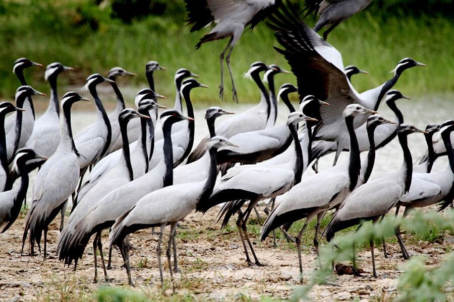Flock of Demoiselle cranes gathered near Jodhpur in winter
