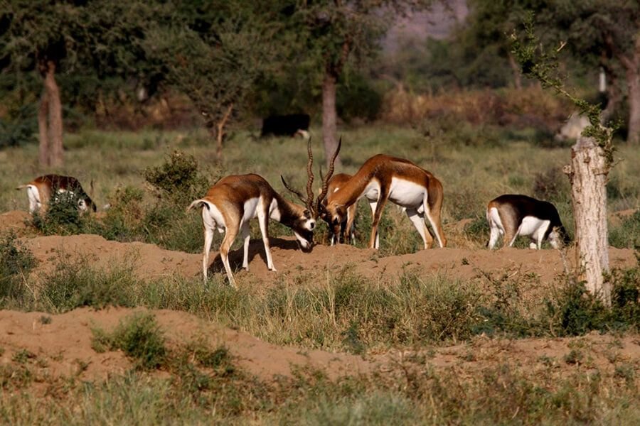 Antelope grazing near the village Herd of antelope grazing under trees near a Bishnoi village