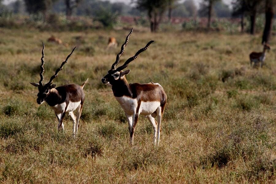 Two blackbuck antelopes in the grassland near a Bishnoi village, Jodhpur