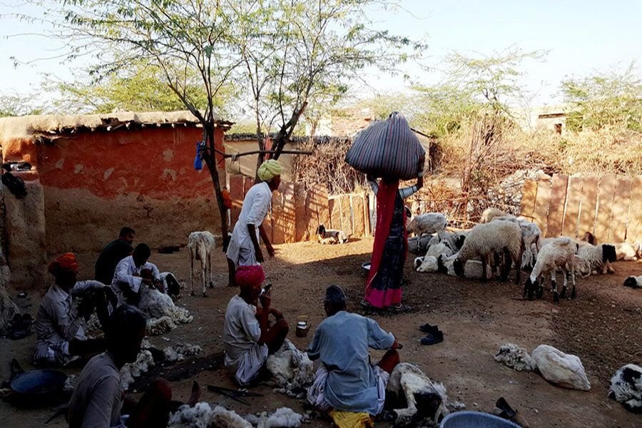 Everyday village life Daily life with goats and villagers in a Bishnoi village near Jodhpur